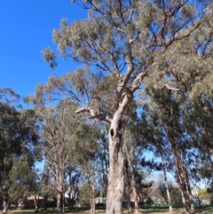 Eucalyptus bridgesiana at Watson, ACT - 23 Sep 2023 07:01 PM