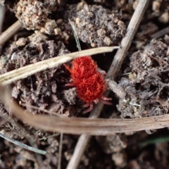 Trombidiidae (family) (Red velvet mite) at Murrumbateman, NSW - 23 Sep 2023 by SimoneC