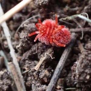 Trombidiidae (family) at Murrumbateman, NSW - 23 Sep 2023 02:41 PM