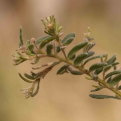 Grevillea alpina at O'Connor, ACT - 23 Sep 2023 03:14 PM