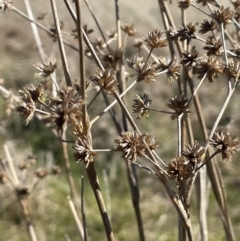 Juncus holoschoenus (Joint-leaved Rush) at Collector, NSW - 22 Sep 2023 by JaneR