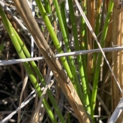 Juncus holoschoenus at Collector, NSW - 22 Sep 2023