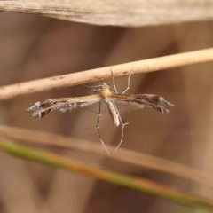 Stangeia xerodes (A plume moth) at Caladenia Forest, O'Connor - 23 Sep 2023 by ConBoekel
