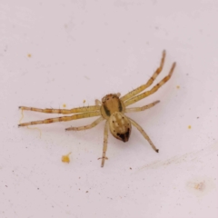 Australomisidia sp. (genus) (Flower spider) at Caladenia Forest, O'Connor - 23 Sep 2023 by ConBoekel