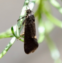 Leistomorpha brontoscopa at Deakin, ACT - 23 Sep 2023