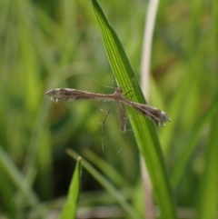 Megalorhipida leucodactyla at Murrumbateman, NSW - 23 Sep 2023