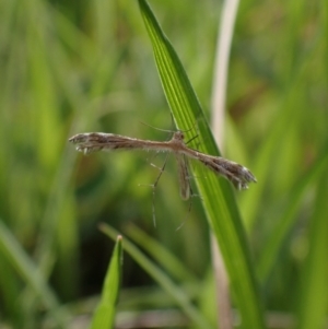 Megalorhipida leucodactyla at Murrumbateman, NSW - 23 Sep 2023