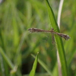 Megalorhipida leucodactyla at Murrumbateman, NSW - 23 Sep 2023