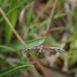 Megalorhipida leucodactyla at Murrumbateman, NSW - 23 Sep 2023