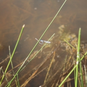 Austrolestes leda at Holt, ACT - 23 Sep 2023 02:40 PM