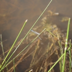 Austrolestes leda at Holt, ACT - 23 Sep 2023 02:40 PM