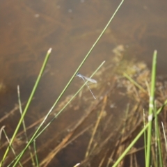 Austrolestes leda at Holt, ACT - 23 Sep 2023 02:40 PM