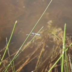 Austrolestes leda at Holt, ACT - 23 Sep 2023