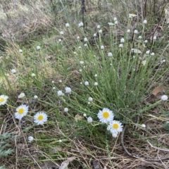 Rhodanthe anthemoides (Chamomile Sunray) at Belconnen, ACT - 23 Sep 2023 by Steve_Bok