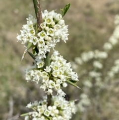 Discaria pubescens (Australian Anchor Plant) at Lower Molonglo - 23 Sep 2023 by SteveBorkowskis