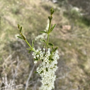 Discaria pubescens at Belconnen, ACT - 23 Sep 2023