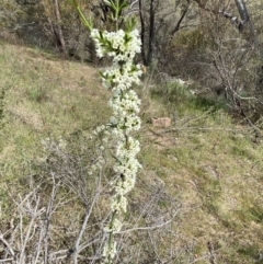 Discaria pubescens at Belconnen, ACT - 23 Sep 2023