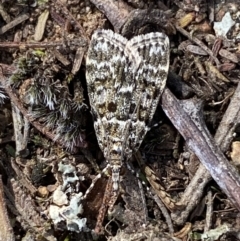 Scoparia syntaracta (A Pyralid moth) at Molonglo River Reserve - 23 Sep 2023 by Steve_Bok