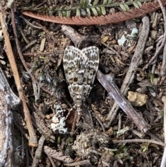 Scoparia syntaracta at Belconnen, ACT - 23 Sep 2023