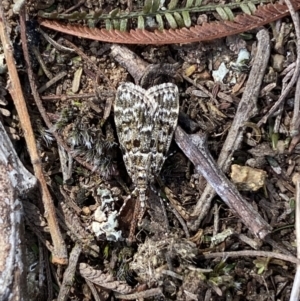 Scoparia syntaracta at Belconnen, ACT - 23 Sep 2023