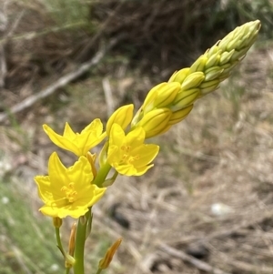 Bulbine glauca at Belconnen, ACT - 23 Sep 2023