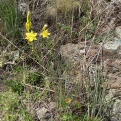 Bulbine glauca at Belconnen, ACT - 23 Sep 2023