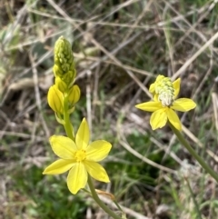 Bulbine glauca at Belconnen, ACT - 23 Sep 2023