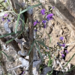 Glycine clandestina (Twining Glycine) at Molonglo River Reserve - 23 Sep 2023 by Steve_Bok