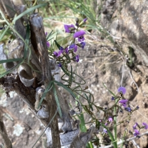 Glycine clandestina at Belconnen, ACT - 23 Sep 2023