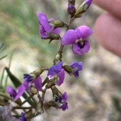 Glycine clandestina at Belconnen, ACT - 23 Sep 2023