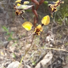 Diuris pardina (Leopard Doubletail) at Holt, ACT - 23 Sep 2023 by VanceLawrence