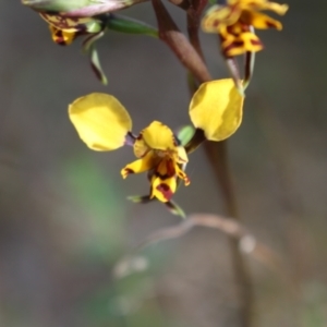 Diuris pardina at Holt, ACT - 23 Sep 2023