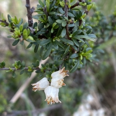 Cryptandra amara (Bitter Cryptandra) at Molonglo River Reserve - 23 Sep 2023 by Steve_Bok