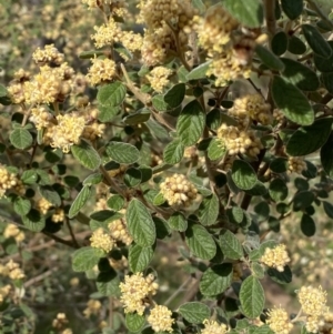 Pomaderris subcapitata at Belconnen, ACT - 23 Sep 2023