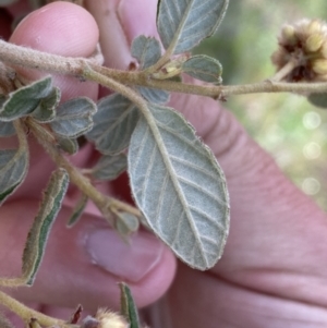 Pomaderris subcapitata at Belconnen, ACT - 23 Sep 2023 02:57 PM