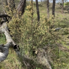 Pomaderris subcapitata at Belconnen, ACT - 23 Sep 2023