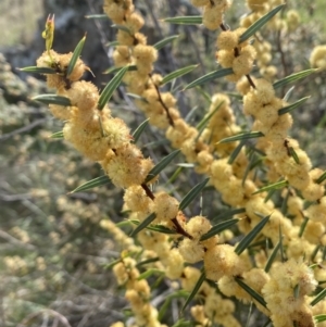 Acacia siculiformis at Belconnen, ACT - 23 Sep 2023 02:58 PM