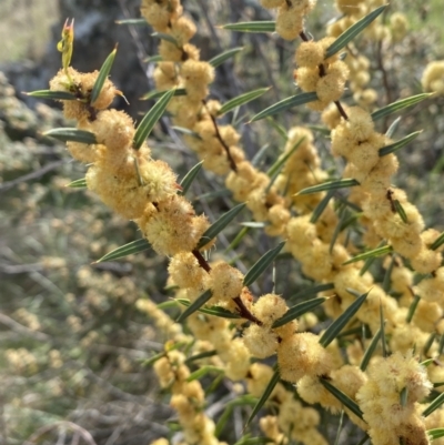 Acacia siculiformis (Dagger Wattle) at Molonglo River Reserve - 23 Sep 2023 by Steve_Bok