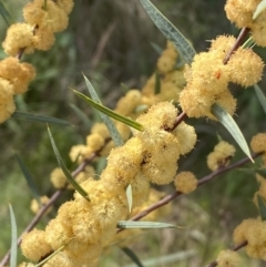 Acacia siculiformis at Belconnen, ACT - 23 Sep 2023 02:58 PM