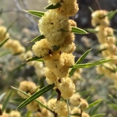 Acacia siculiformis at Belconnen, ACT - 23 Sep 2023 02:58 PM