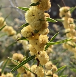 Acacia siculiformis at Belconnen, ACT - 23 Sep 2023 02:58 PM