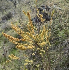 Acacia siculiformis at Belconnen, ACT - 23 Sep 2023 02:58 PM