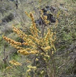 Acacia siculiformis at Belconnen, ACT - 23 Sep 2023