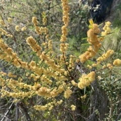 Acacia siculiformis at Belconnen, ACT - 23 Sep 2023 02:58 PM