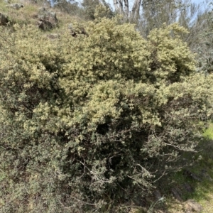 Pomaderris pallida at Belconnen, ACT - 23 Sep 2023 03:01 PM