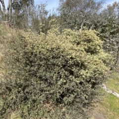 Pomaderris pallida at Belconnen, ACT - 23 Sep 2023 03:01 PM