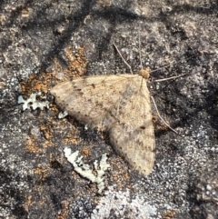 Scopula rubraria (Reddish Wave, Plantain Moth) at Lower Molonglo - 23 Sep 2023 by Steve_Bok