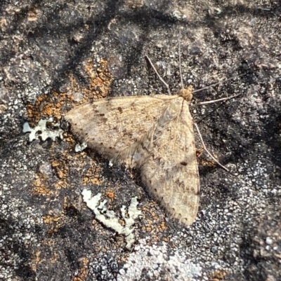 Scopula rubraria (Reddish Wave, Plantain Moth) at Belconnen, ACT - 23 Sep 2023 by SteveBorkowskis