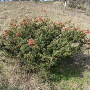 Grevillea juniperina subsp. fortis at Belconnen, ACT - 23 Sep 2023 03:13 PM