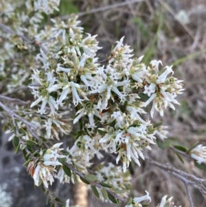 Brachyloma daphnoides at Belconnen, ACT - 23 Sep 2023